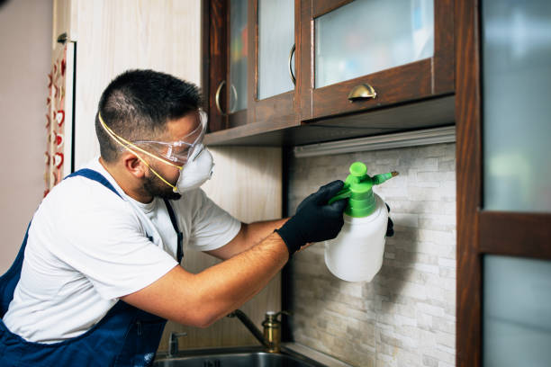 Best Wasp Removal Services  in Mustang, OK