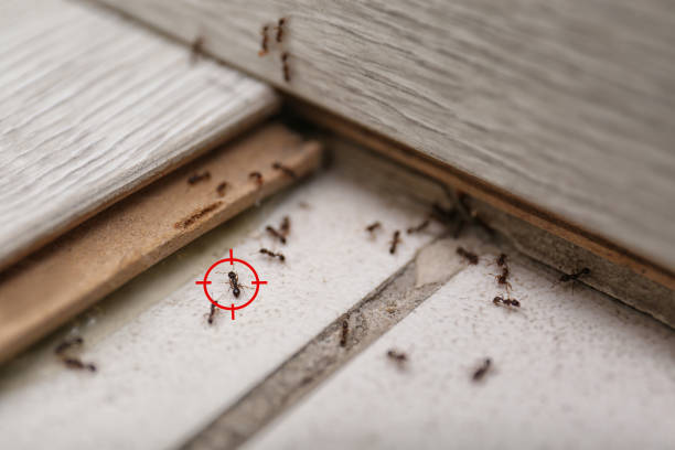 Best Best Pest Control Near Me  in Mustang, OK
