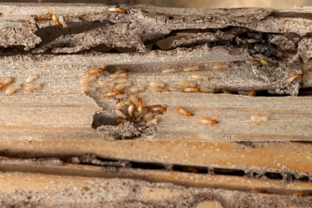 Best Affordable Pest Control Services  in Mustang, OK